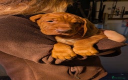 Hungarian Vizsla dogs for sale: Hungarian wirehaired vizsla puppy - Advert 4