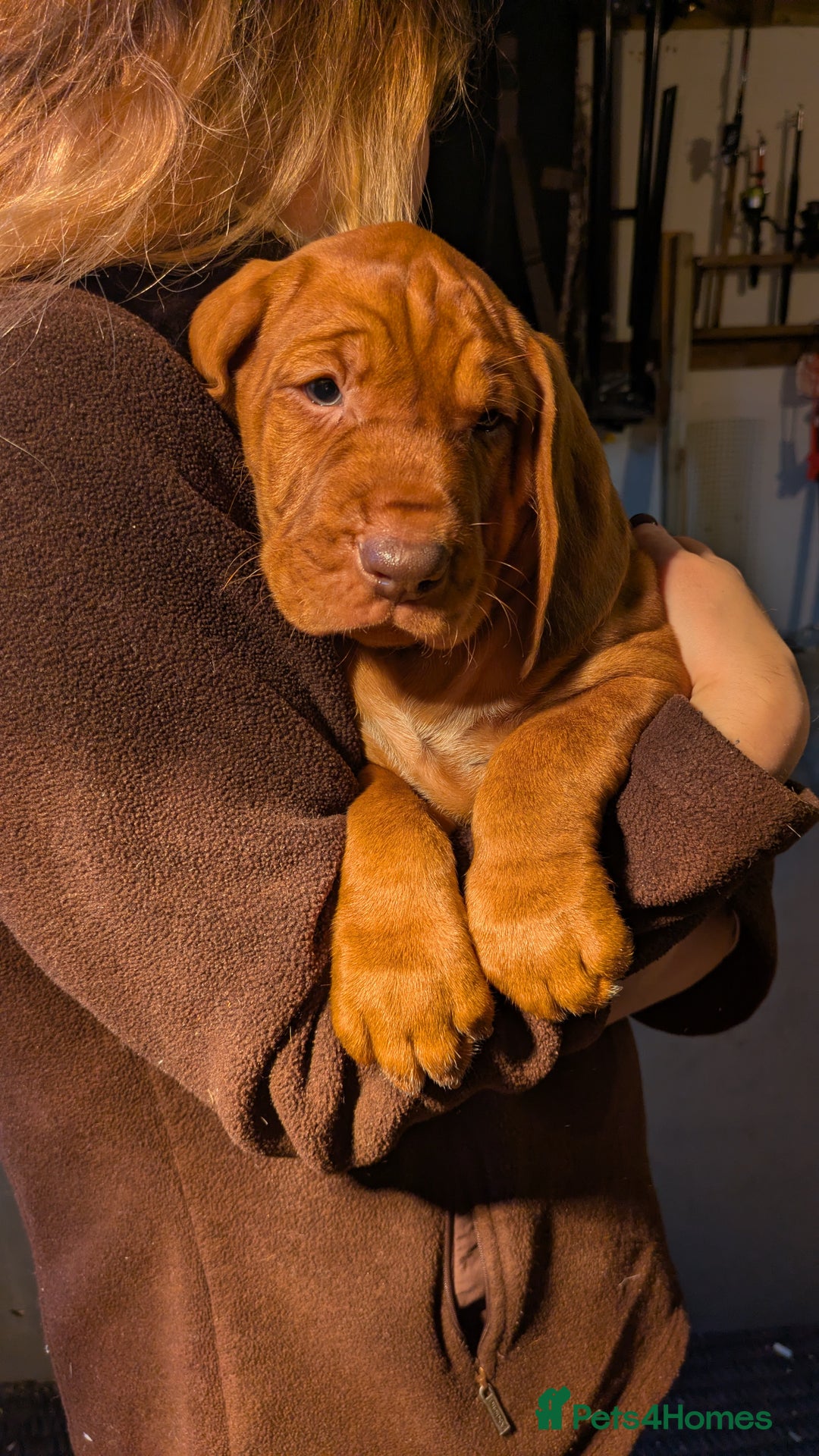 Hungarian Vizsla dogs for sale: Hungarian wirehaired vizsla puppy - Advert 4