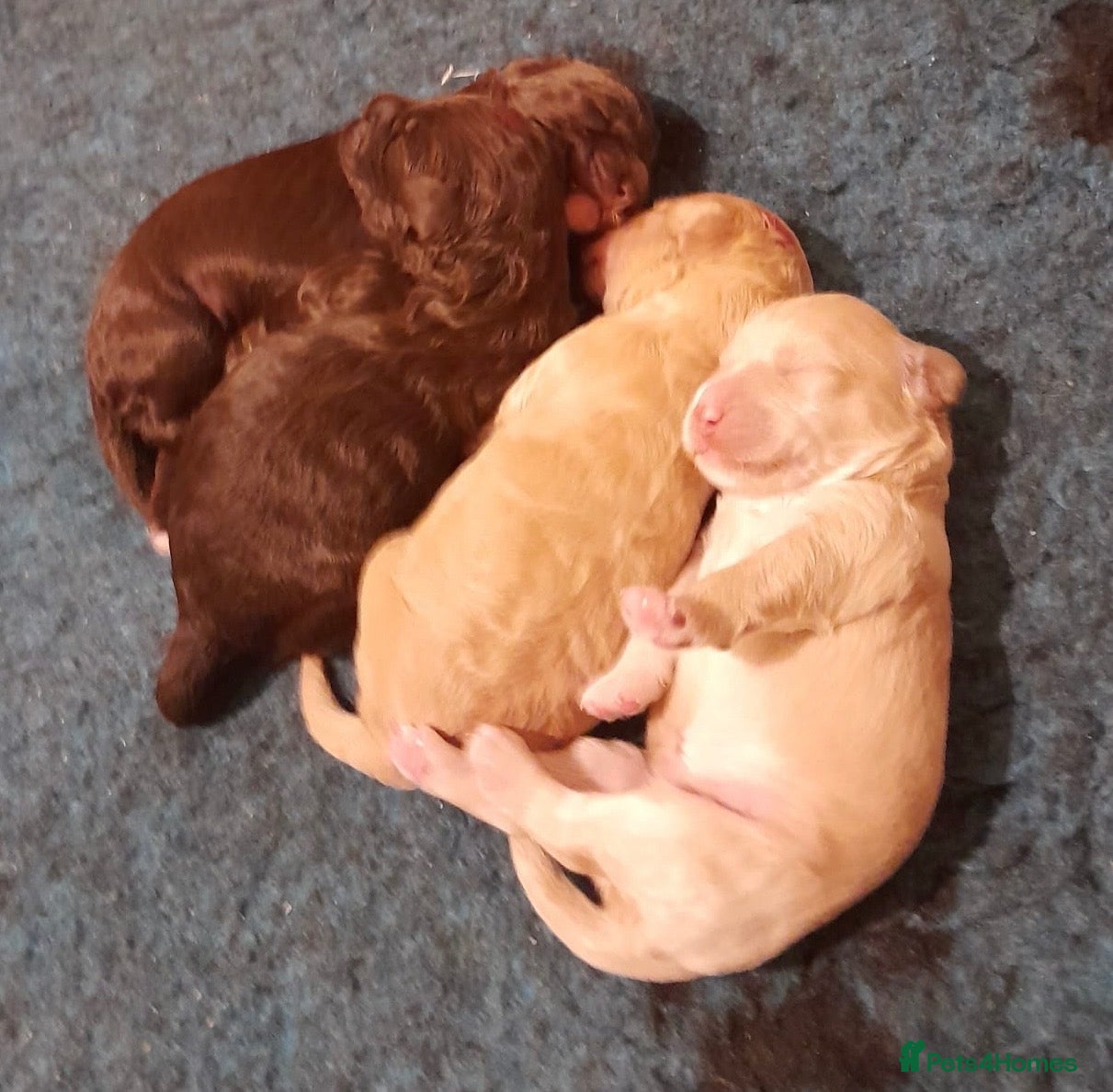 Australian Labradoodle dogs for sale:     🐾 Adorable Australian Labradoodle Puppies  - Advert 1