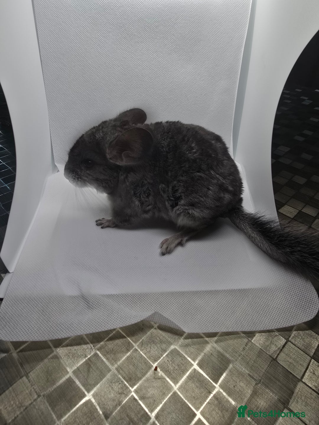 Chinchilla rodents for sale: Gorgeous Hetero beige and standard  kits  - Image 6