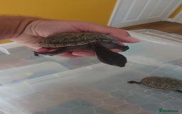 Turtle reptiles for sale: 2x Musk Turtle (Females) & Set Up - Image 8