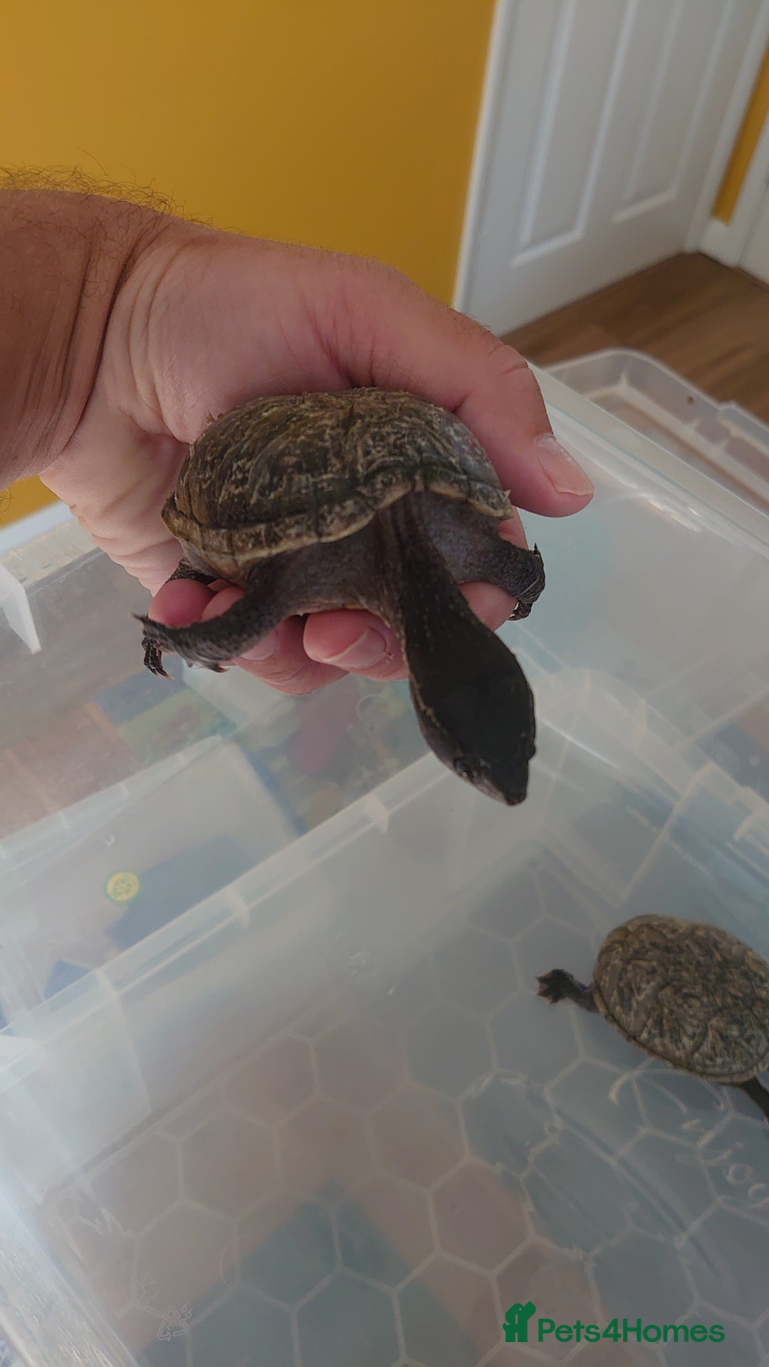 Turtle reptiles for sale: 2x Musk Turtle (Females) & Set Up - Image 8