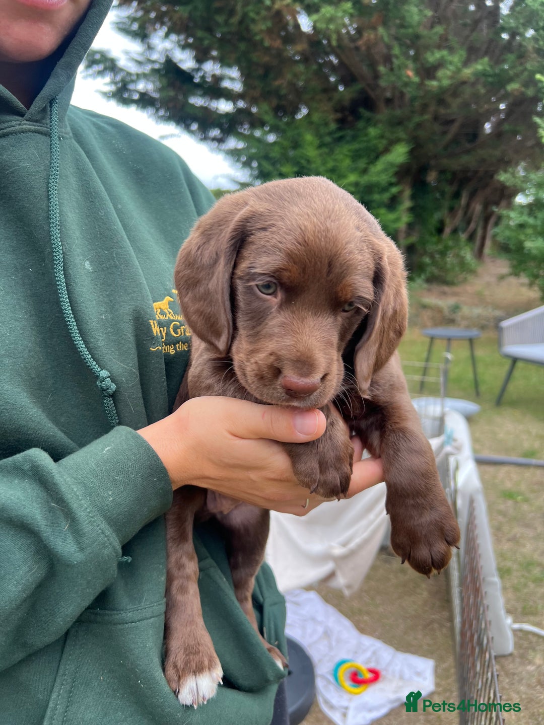 Cockerdor dogs for sale: One boy cockerdor puppy-Ready to go this weekend  - Image 3