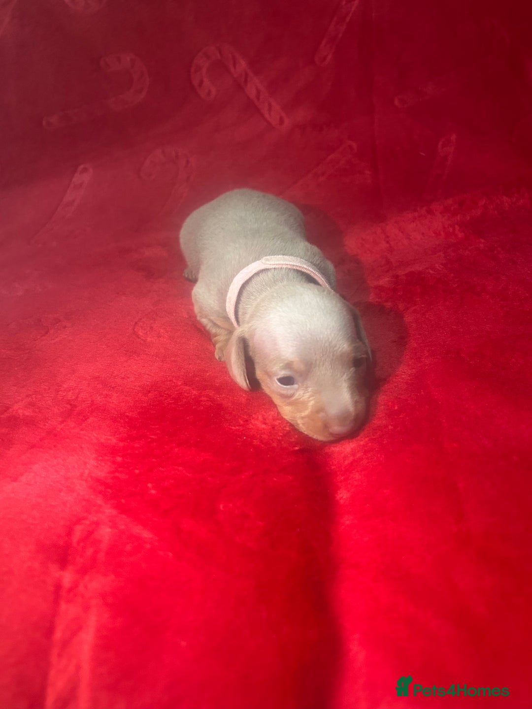 Miniature Dachshund dogs for sale: Isabella dapple Miniature dachshund  - Advert 9