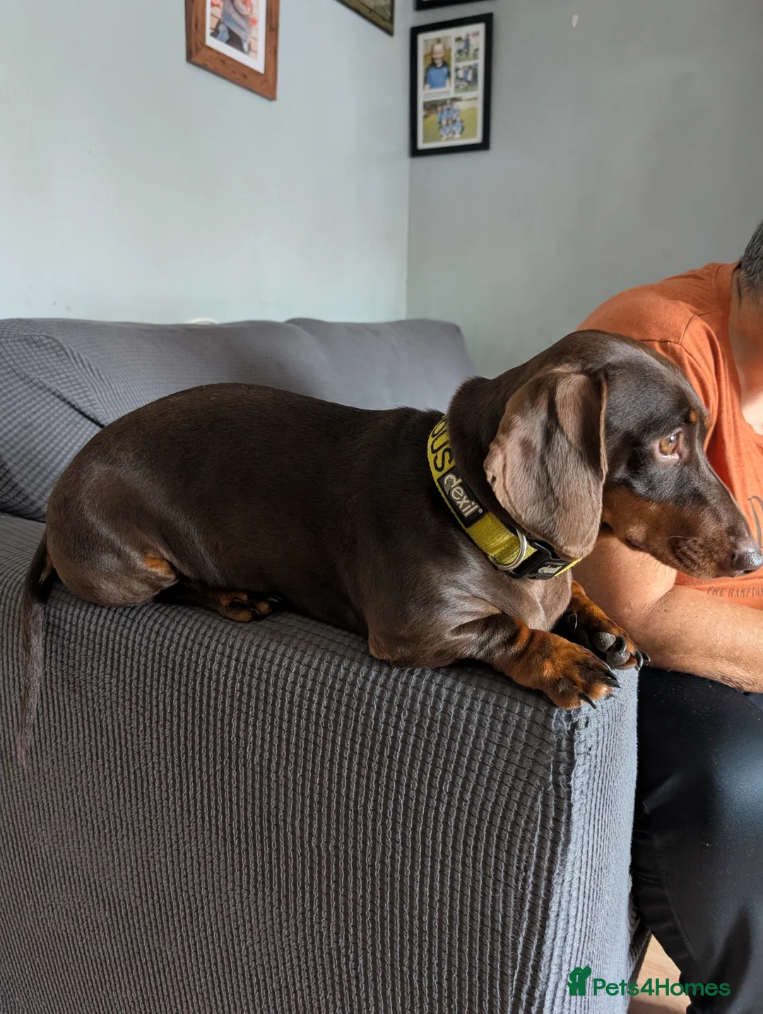 Dachshund dogs for sale: Dachshund puppies - Advert 3