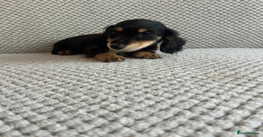 Miniature Dachshund dogs - Advert 7