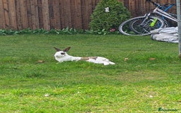 English rabbits for sale: Bella - Image 1