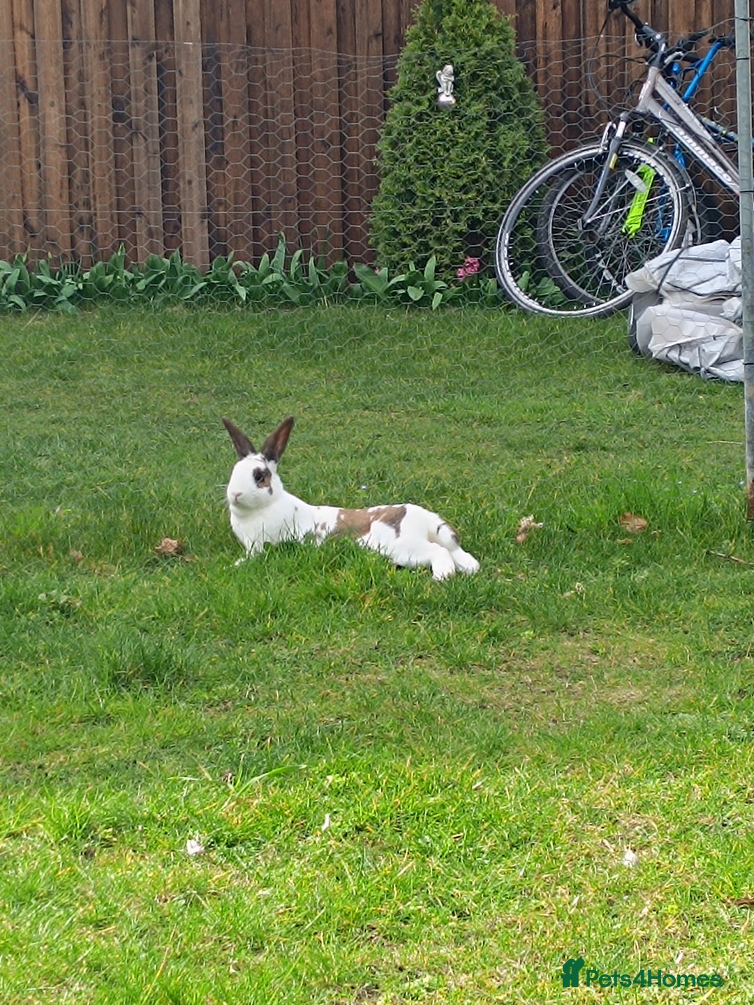 English rabbits for sale: Bella - Image 1