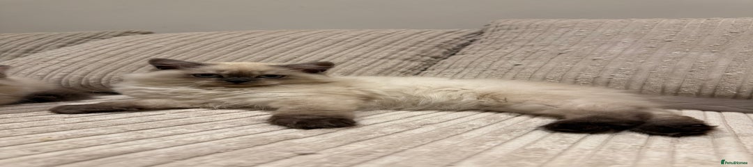 British Longhair Kitten 1