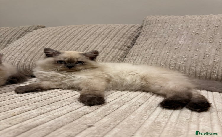 British Longhair cats - Advert 3