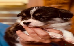 Welsh Corgi Pembroke dogs for sale: 2 Tri/KC girls from health tested parents - Image 23