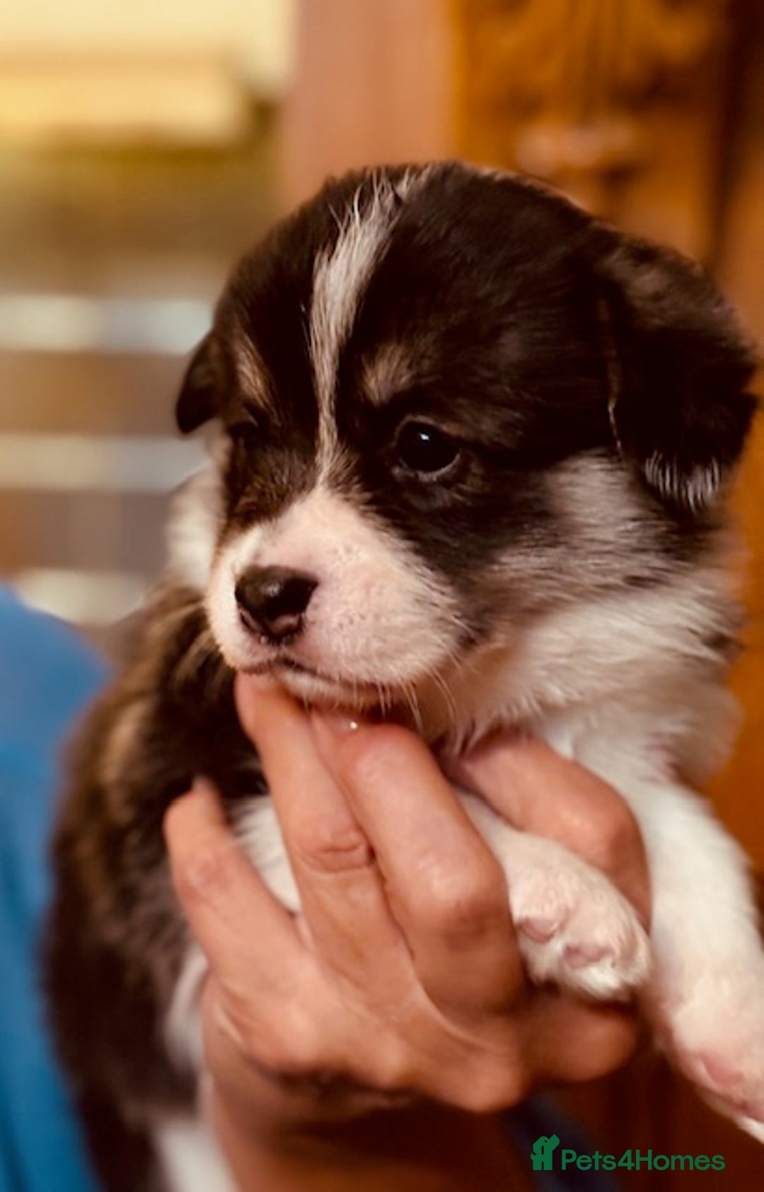 Welsh Corgi Pembroke dogs for sale: 2 Tri/KC girls from health tested parents - Image 23