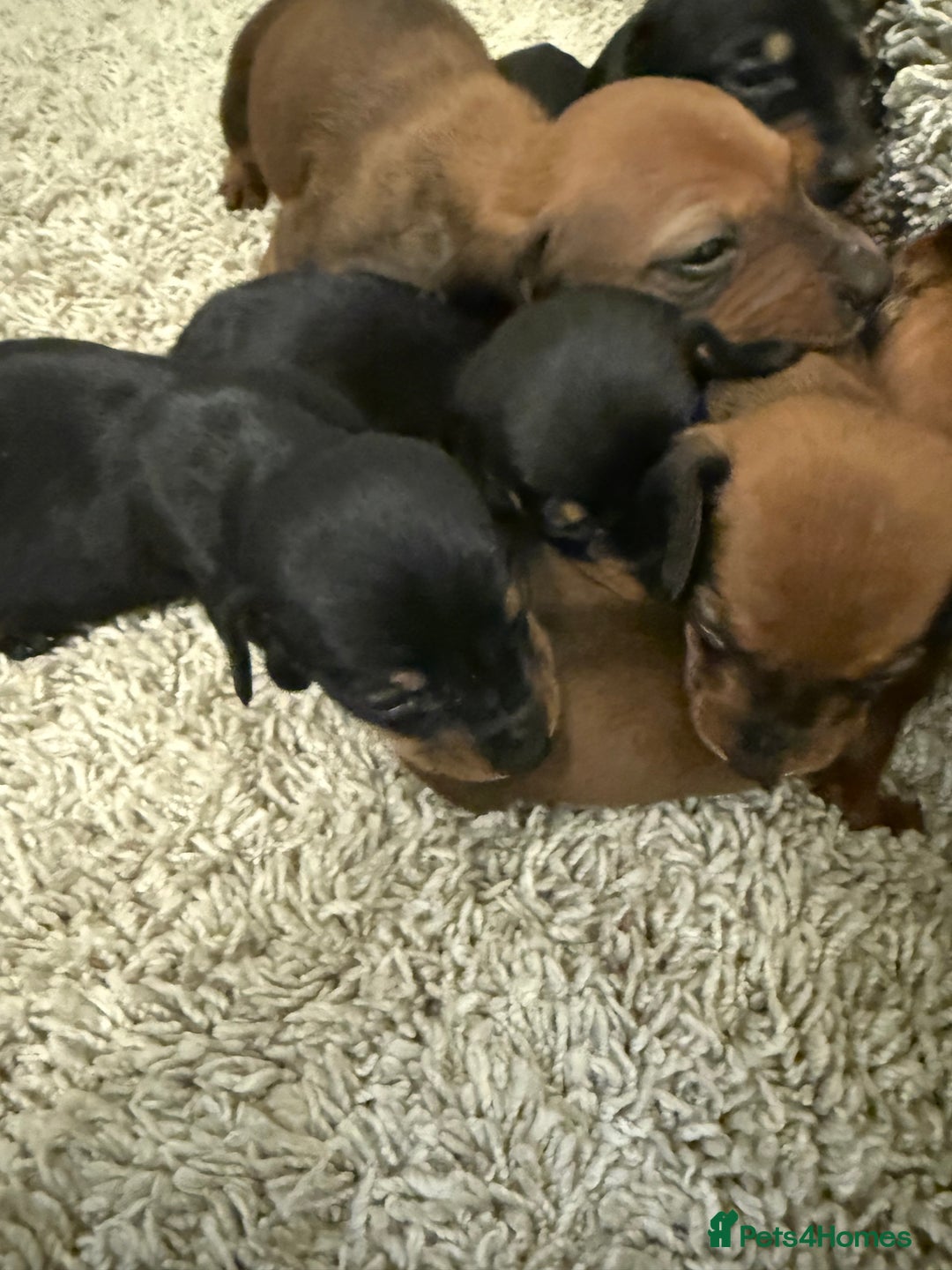 Mixed Breed dogs for sale: Dachshund puppies seven  - Advert 5