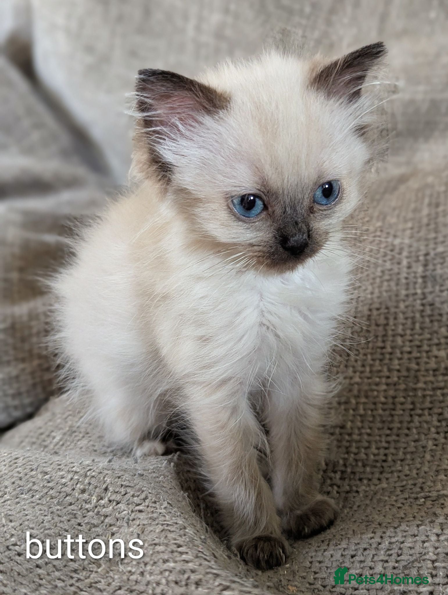 Ragdoll cats Individually gorgeous ragdoll babies 💖💖💖 - Advert 4
