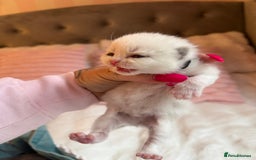 British Shorthair cats for sale: Pure British shorthair Champion line 😻🥇🏆 - Image 21