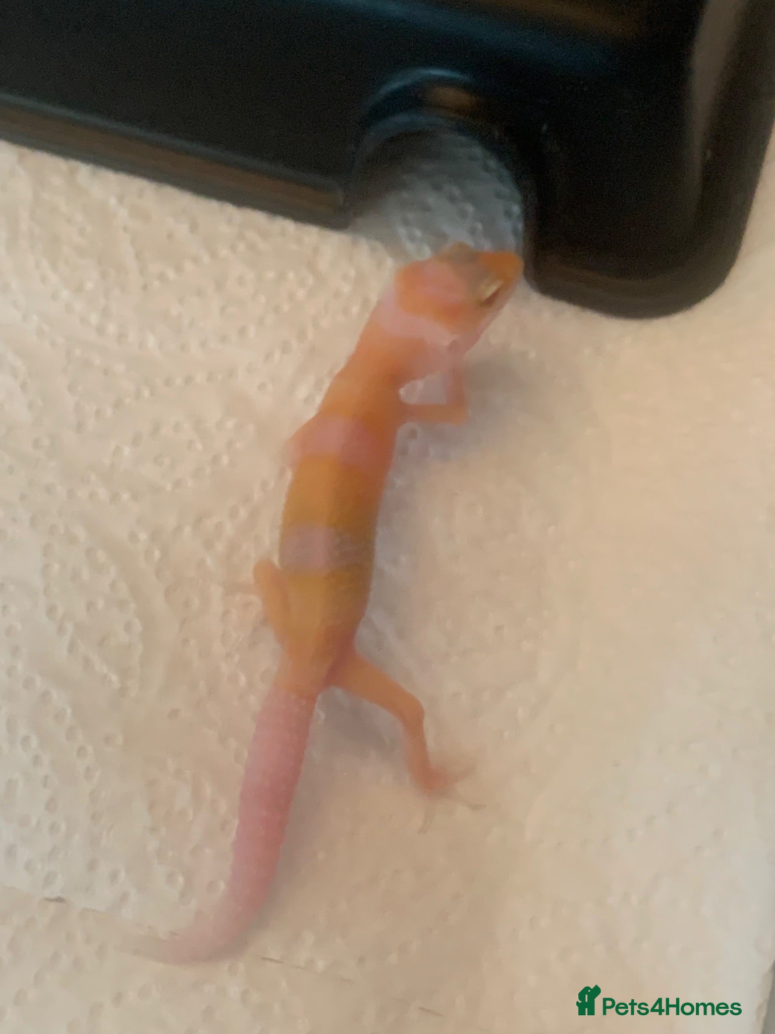 Leopard Gecko reptiles Albino leopard geckos cb26 - Advert 3