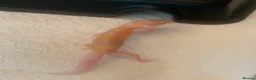 Leopard Gecko reptiles for sale: Albino leopard geckos cb26 - Advert 1