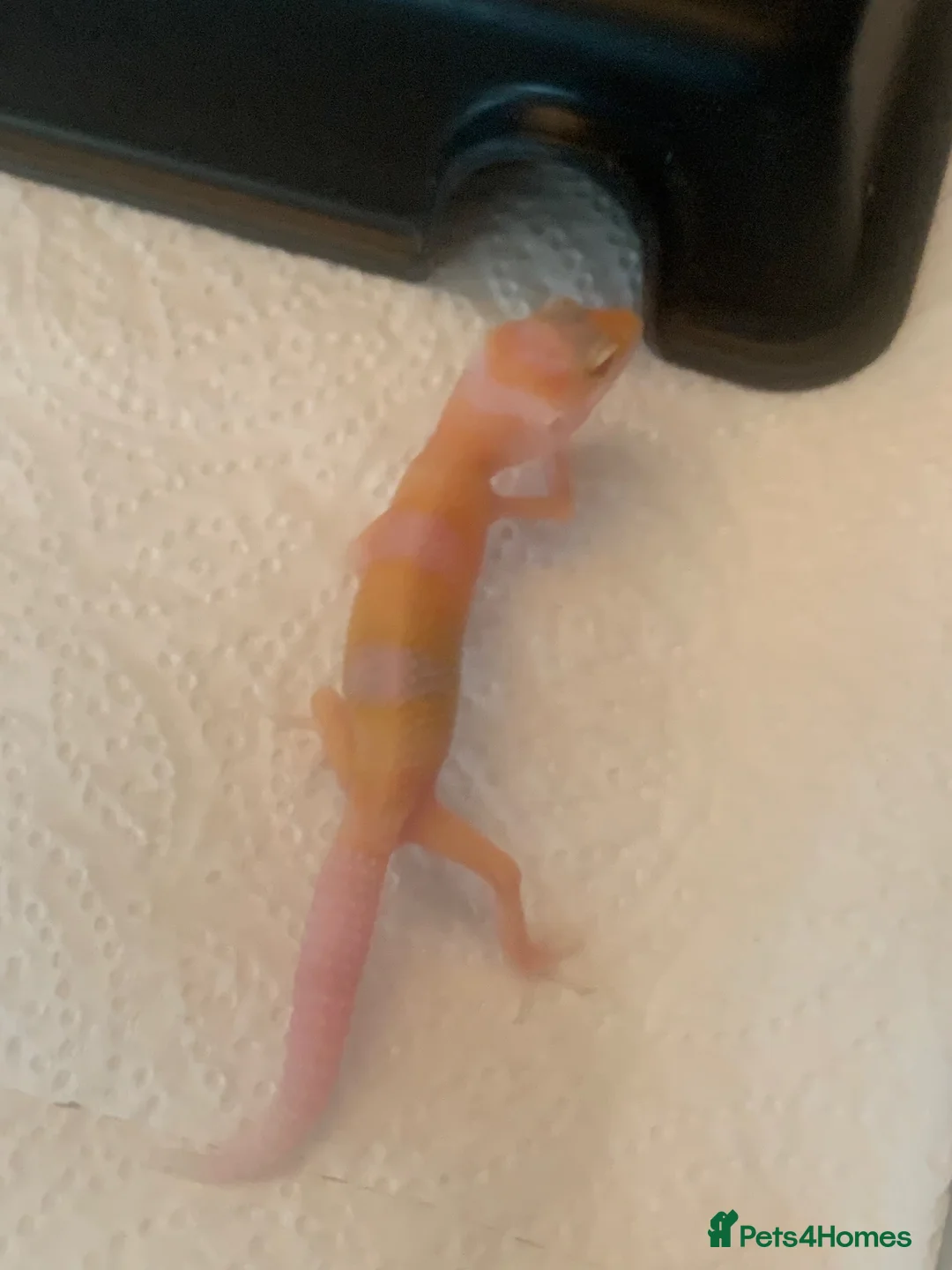Leopard Gecko reptiles for sale: Albino leopard geckos cb26 - Advert 1