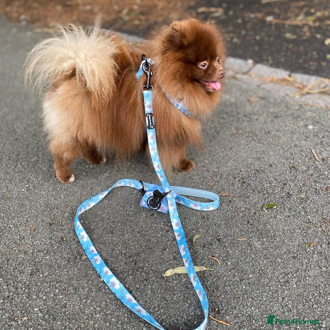 Pomeranian dogs for stud: Chocolate Stud Kc Registered ,Embark tested in Runcorn - Advert 13