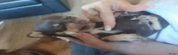 Chihuahua dogs for sale: Chihuahua  - Advert 25