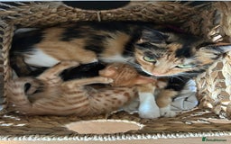 Mixed Breed cats for sale: Only little girl left  - Image 5