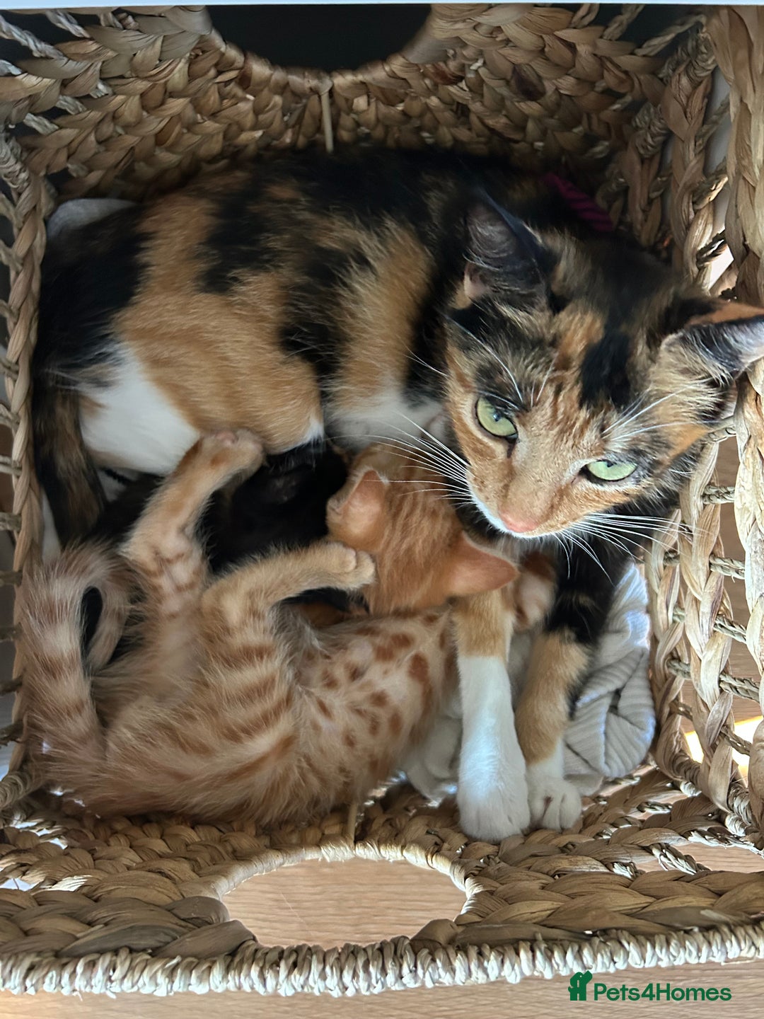 Mixed Breed cats for sale: Only little girl left  - Image 5