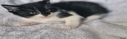 Mixed Breed cats for sale: 5 kittens ready for new home  - Advert 4