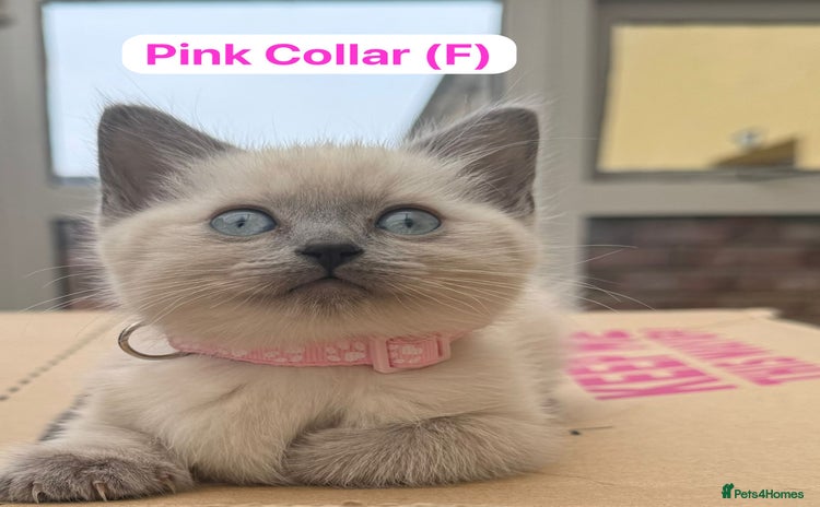 Ragdoll cats - Advert 3