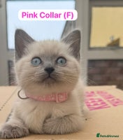 Ragdoll cats - Advert 2