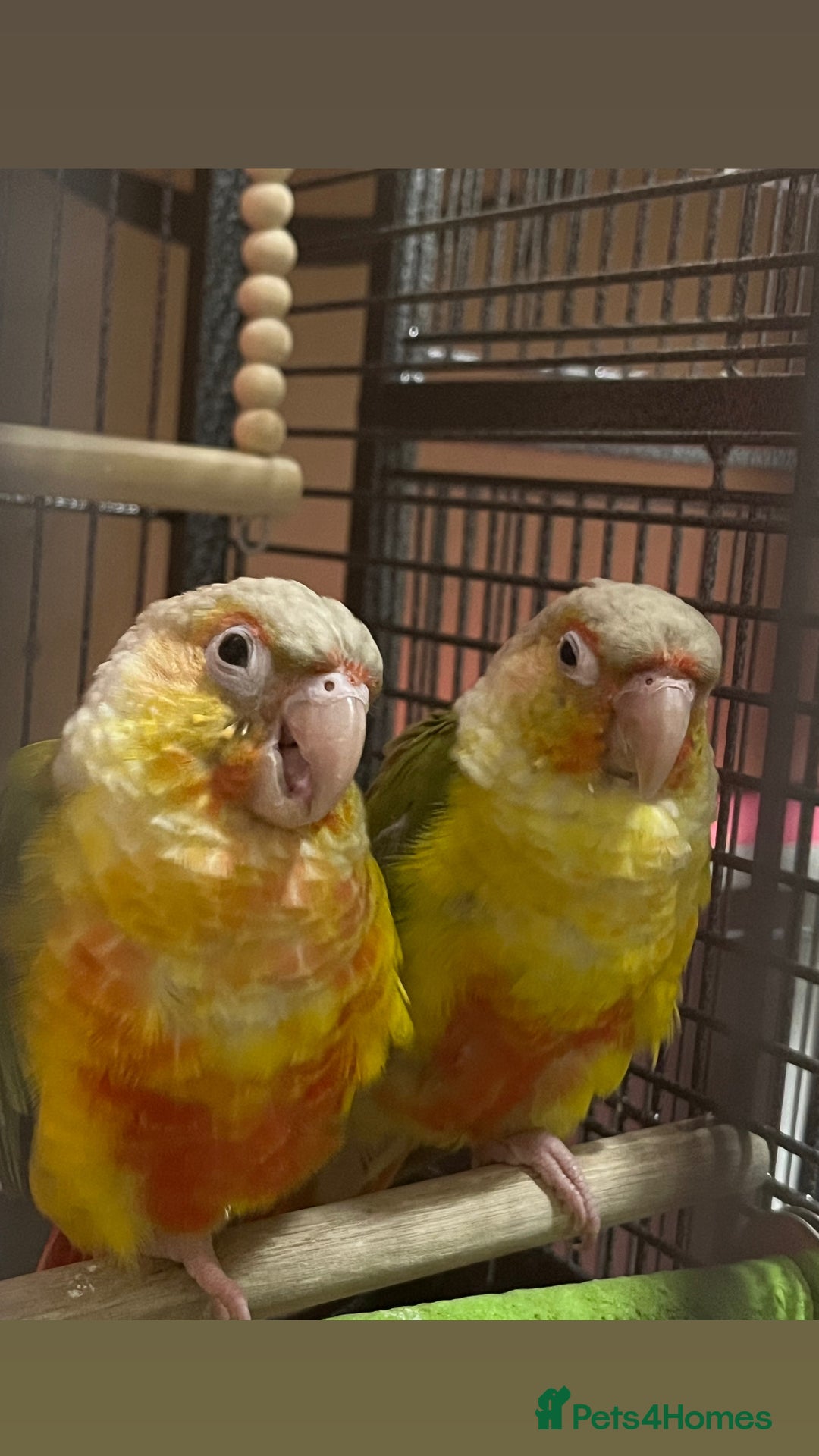 Conures birds for sale: Gorgeous bonded pair of pineapple conures  - Advert 1