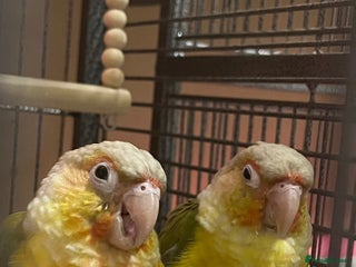 Conures birds Gorgeous bonded pair of pineapple conures - Advert 8