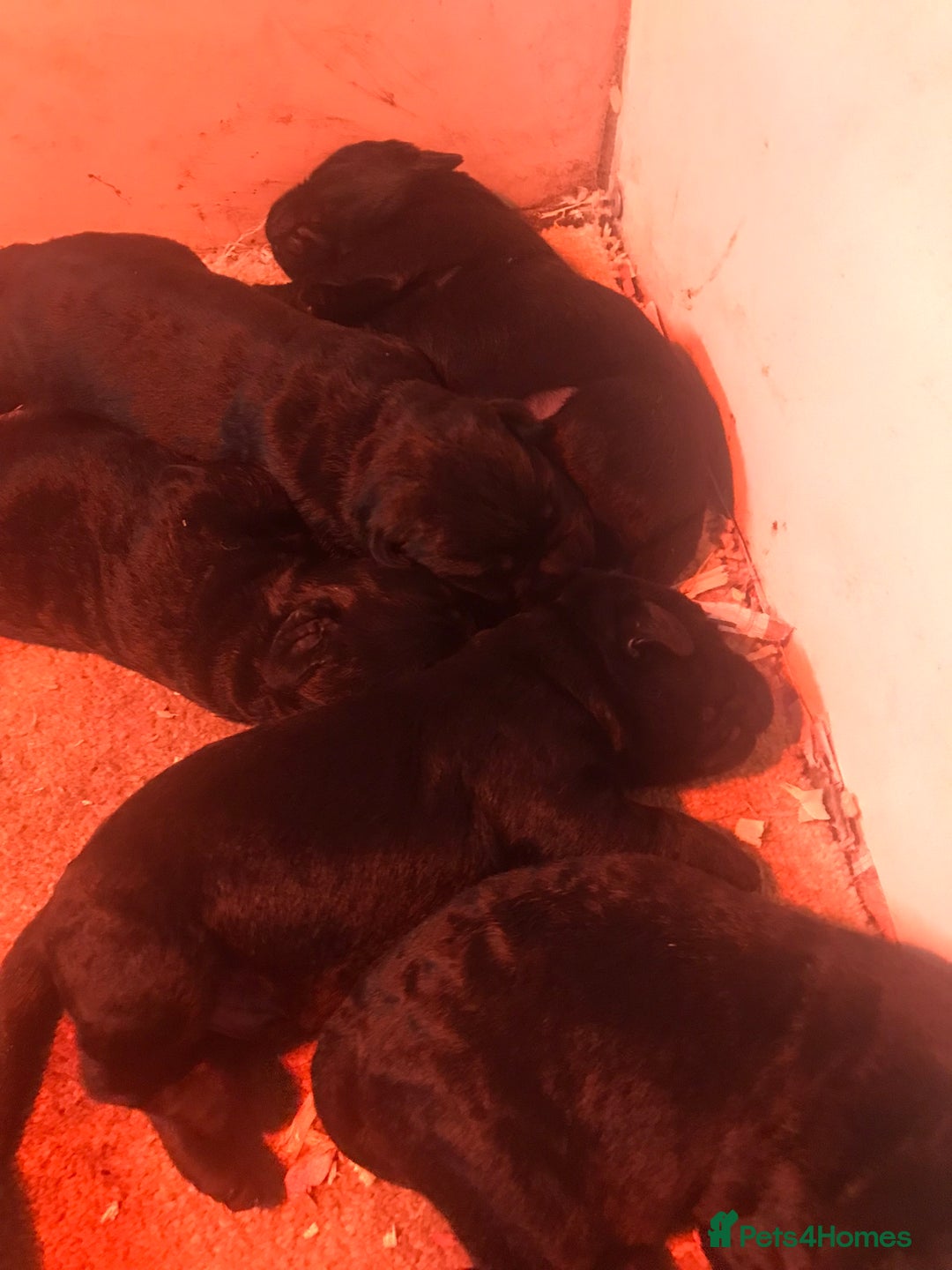 Labrador Retriever dogs for sale: Show Quality Black & Chocolate Labrador Pups - Image 2