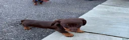 Dachshund dogs for sale: Outstanding miniature chocolate and tan puppies - Advert 3