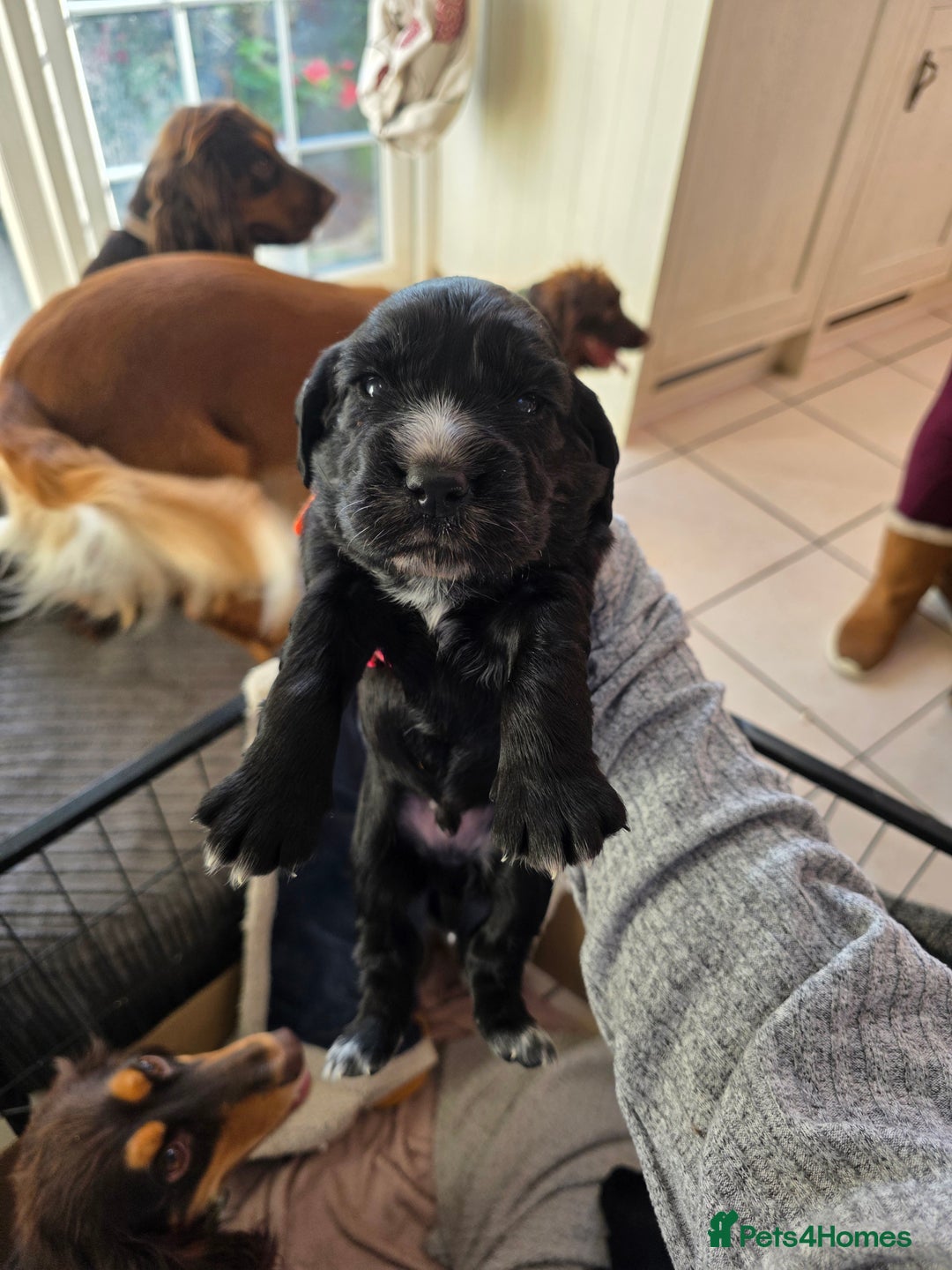 Cocker Spaniel dogs for sale: Working cocker Spaniel puppies KC registered  - Image 5