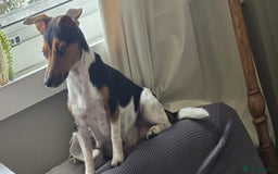Jack Russell dogs for sale: 🐶 Jack Russell Puppies  – 4 Females & 1 Male 🐶 - Image 18