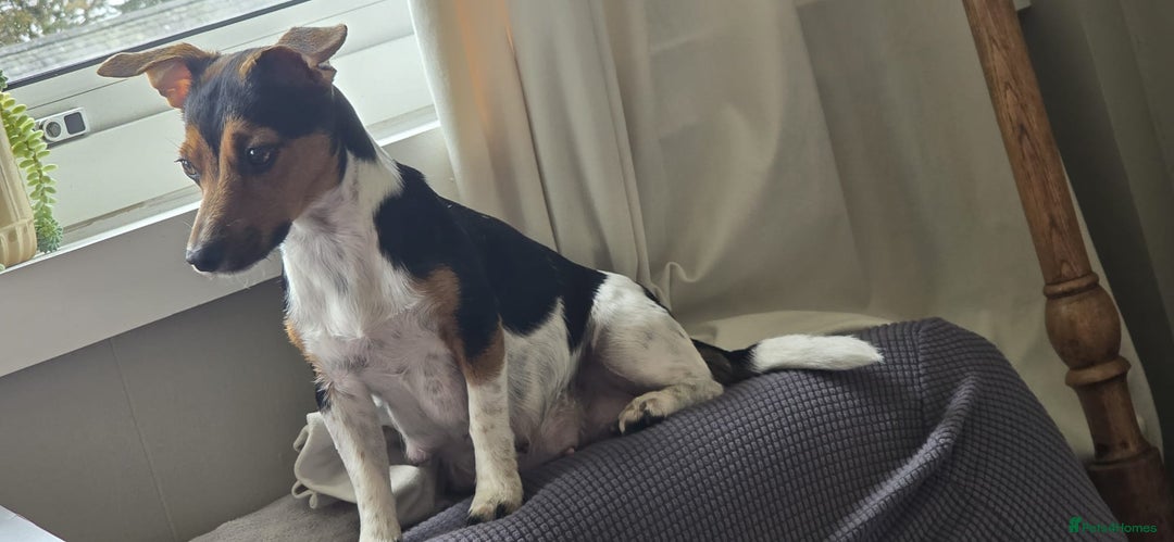 Jack Russell dogs for sale: 🐶 Jack Russell Puppies  – 4 Females & 1 Male 🐶 - Image 18