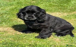 Cocker Spaniel dogs for sale: LAST BEAUTIFUL SHOW COCKER GIRL PUP  - Image 2