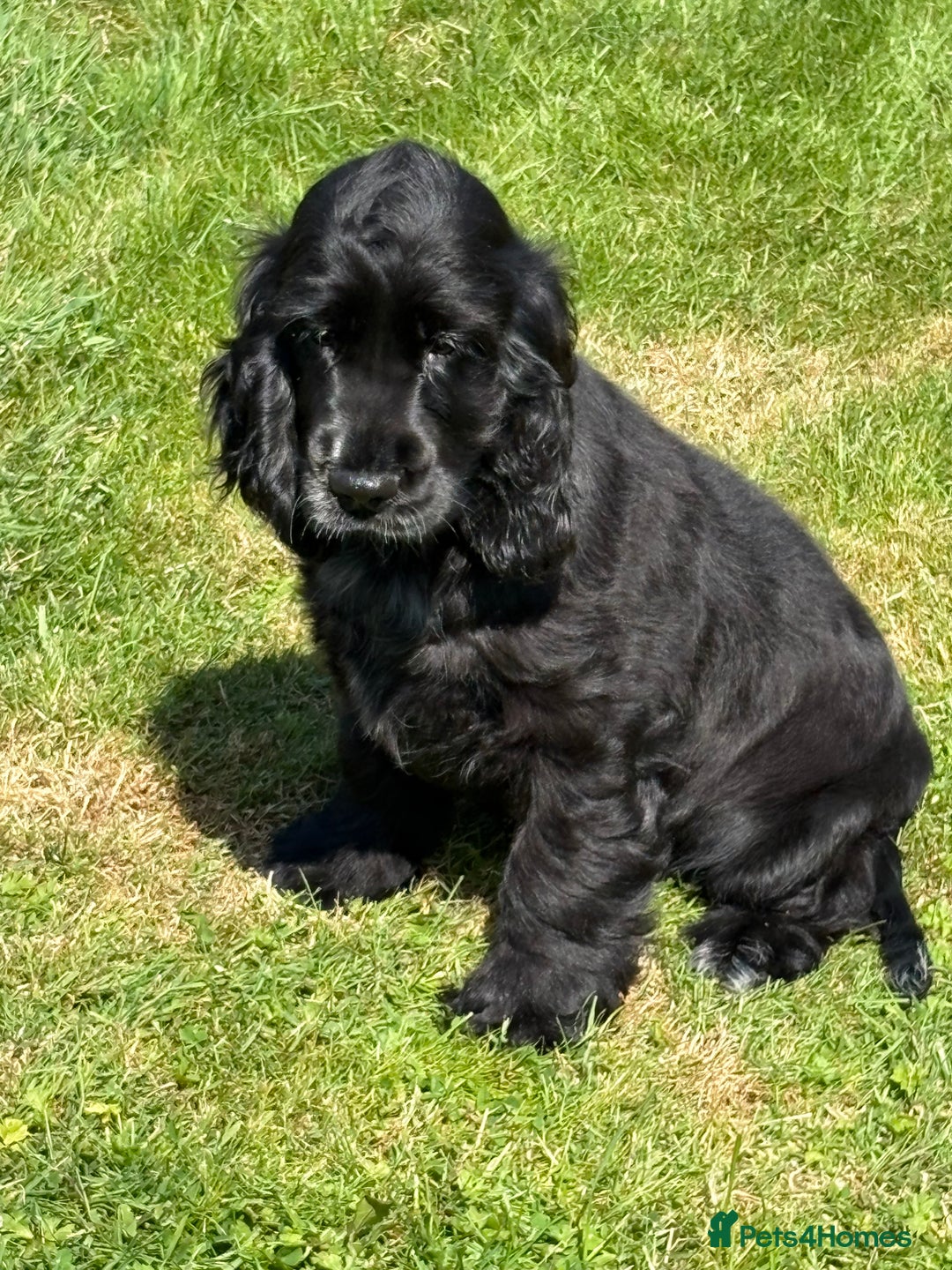 Cocker Spaniel dogs for sale: LAST BEAUTIFUL SHOW COCKER GIRL PUP  - Image 2