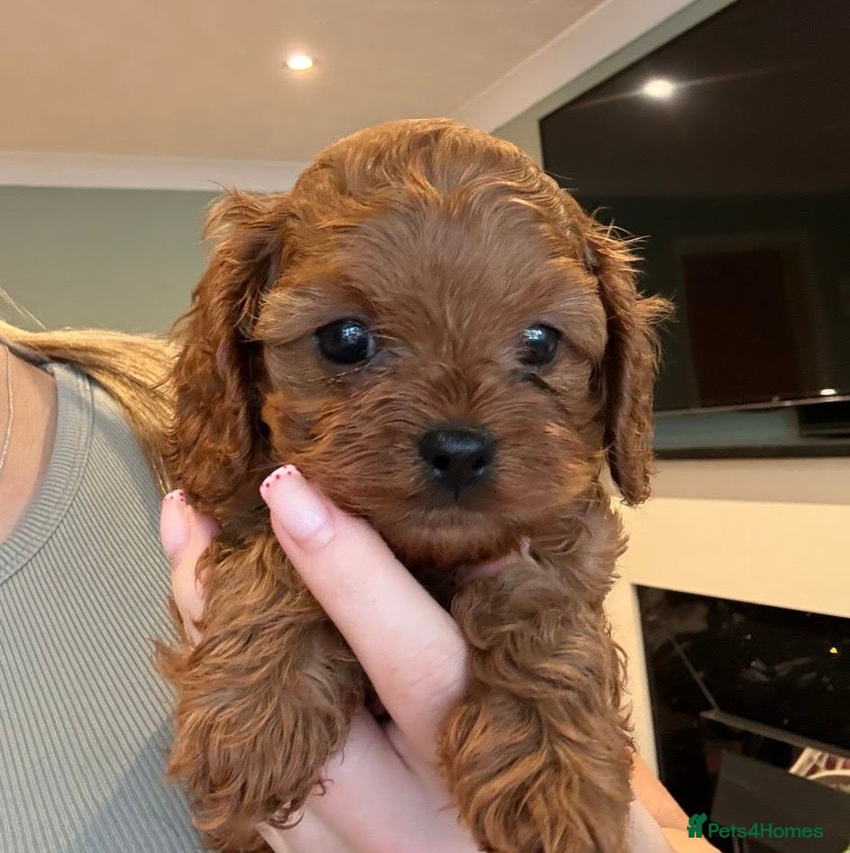 Cavapoo dogs Health tested parents F1 cavapoo  1 boy Available - Advert 17