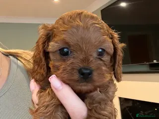 Cavapoo dogs Health tested parents F1 cavapoo 1 boy Available - Advert 15