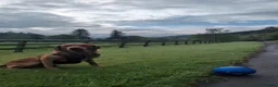 Labrador Retriever dogs for stud: Fox Red Labrador - Advert 4