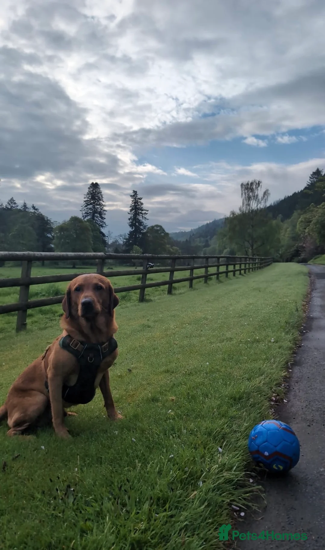 Labrador Retriever dogs for stud: Fox Red Labrador - Advert 4