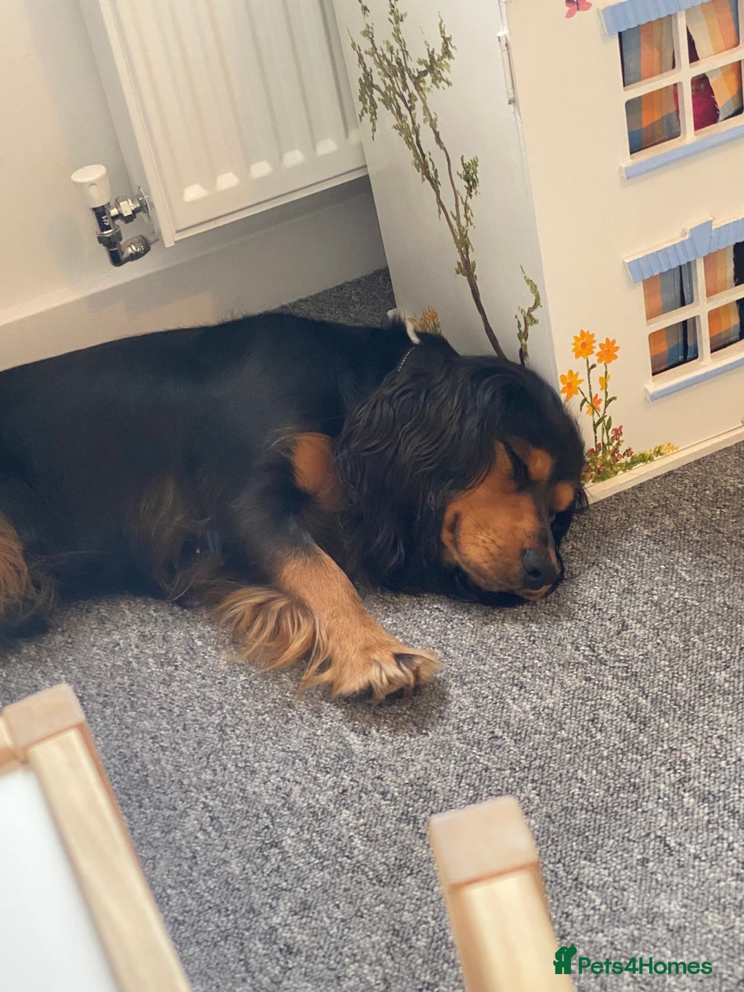 Cocker Spaniel dogs for sale: Beautiful Black and Tan Cocker Spaniel  - Advert 3