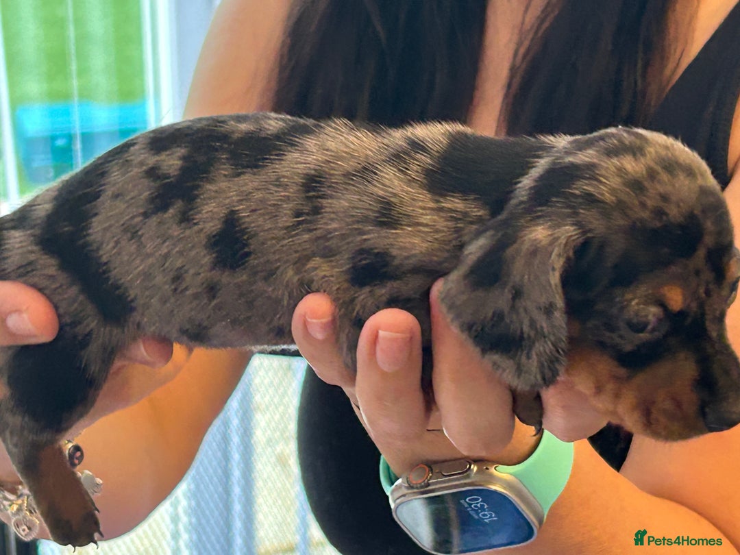 Miniature Dachshund dogs for sale: Six beautiful miniature Dachshunds - Image 24