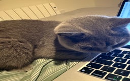 British Shorthair cats for sale: Affectionate British shorthair  - Image 4