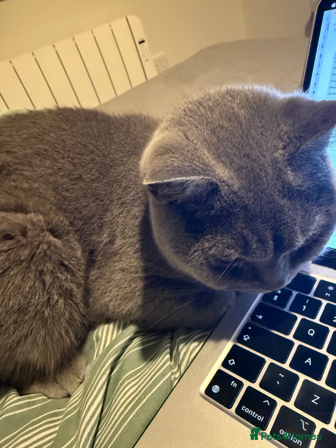 British Shorthair cats for sale: Affectionate British shorthair  - Image 4