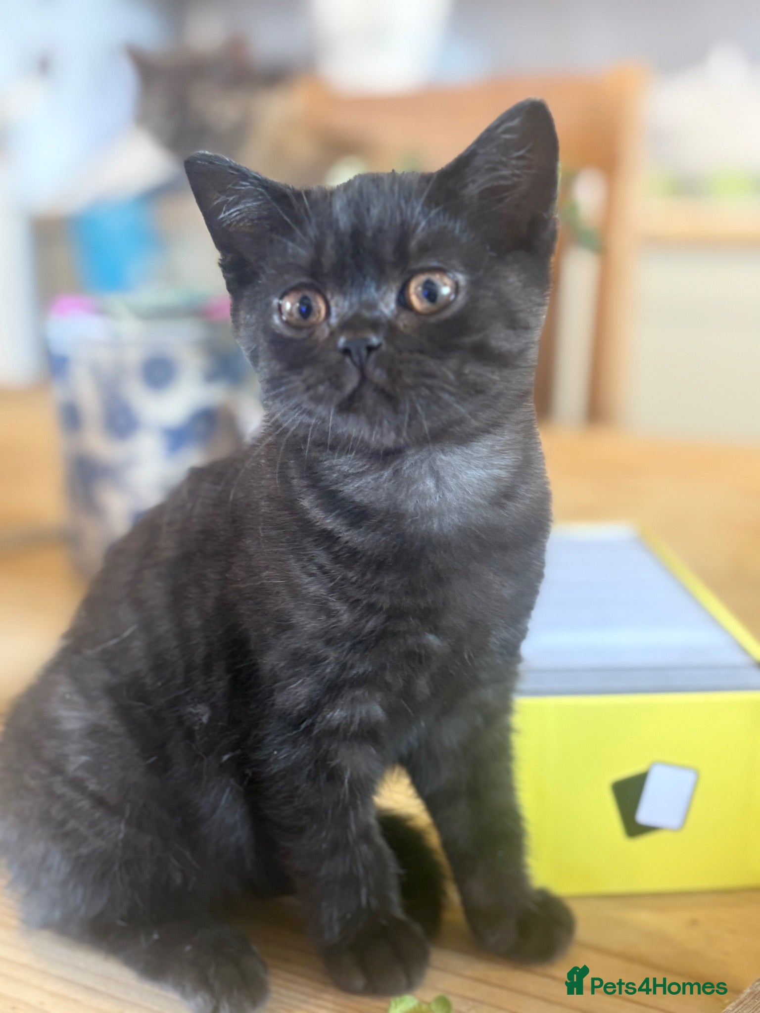 British Shorthair cats British shorthair kittens  - Advert 2