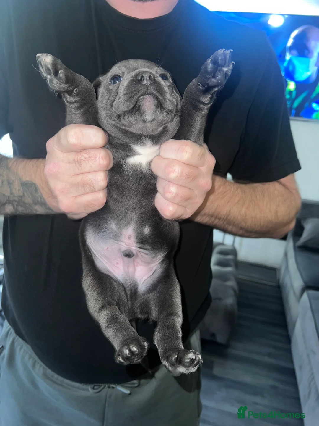 Staffordshire Bull Terrier dogs for sale: LAST BOY LEFT KC REGISTERED 5 STAR BLUE   - Advert 38