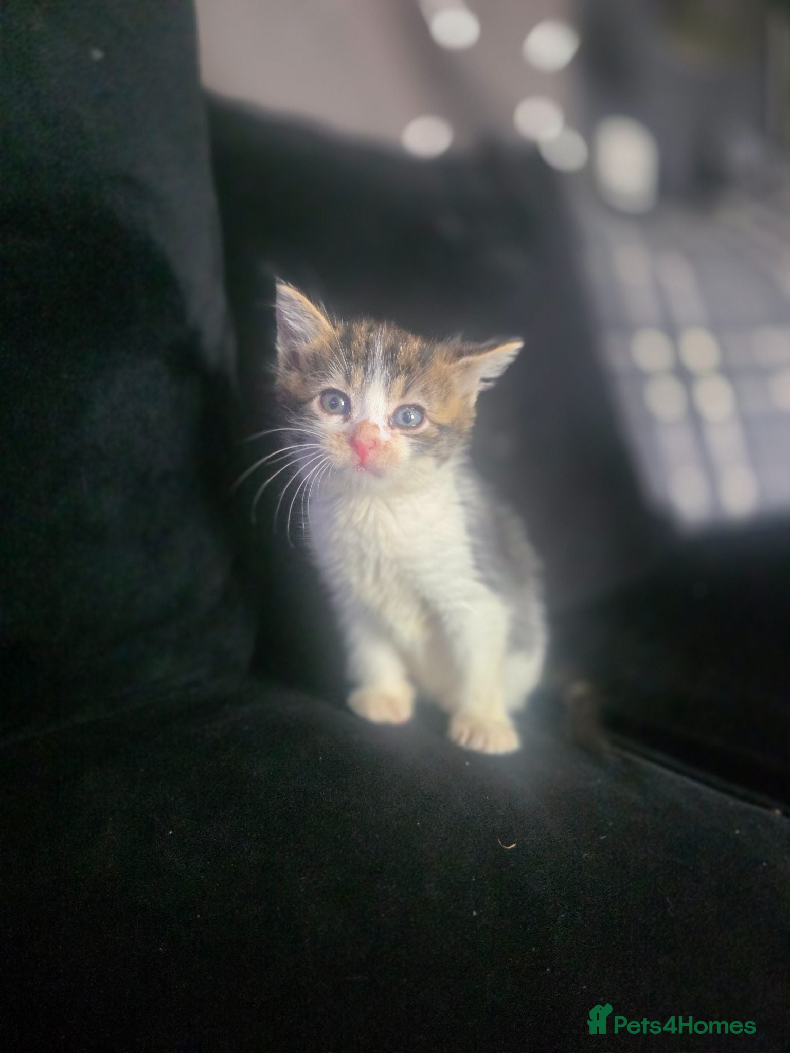 Mixed Breed cats Kittens  - Advert 6
