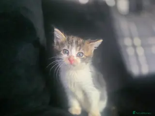 Mixed Breed cats Kittens - Advert 6